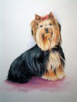 Yorkshire Terrier full body pet portrait